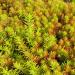 Perene: SEDUM RUPESTRE ANGELINA, slika2